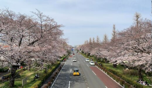 国立市の桜並木が各地で満開～春の訪れ♪