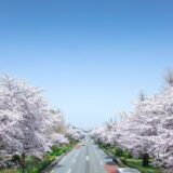 国立の大学通りは、今年も桜が満開！