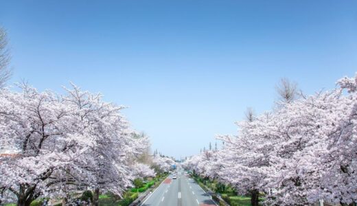 国立の大学通りは、今年も桜が満開！