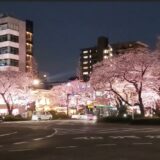 国立市の夜桜は幻想的！満開の桜をライトアップ！