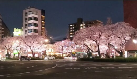 国立市の夜桜は幻想的！満開の桜をライトアップ！